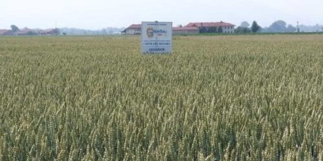 Torna il grano del Mulino a Cervignasco e Moretta
