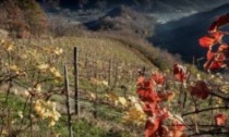 Il segreto di Asinio Rustico per spillare il vino buono