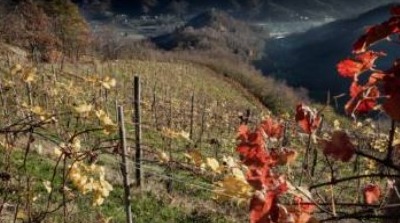 Il segreto di Asinio Rustico per spillare il vino buono