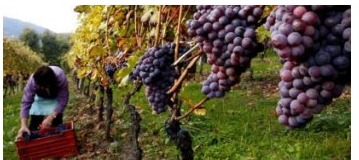 Svelato il segreto di Asinio «Così nasce il vino buono»