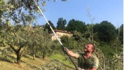Saluzzo si innamora dell’ulivo In tanti alla lezione di potatura