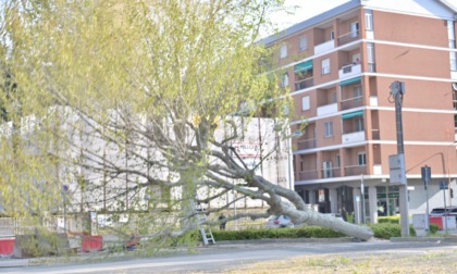 Abbattuti i platani di piazza XX Settembre Al loro posto nascerà un viale di bagolati