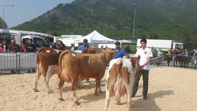 Pezzata Rossa in vetrina a Caselette, domenica 23 aprile.
