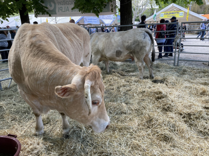Edizione da ricordare per Cavour Carne 2023 [FOTO]