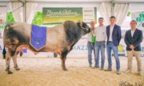 Dingo campione della Piemontese Celine è la regina di razza Frisona