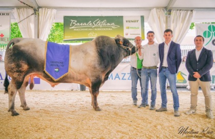 Dingo campione della Piemontese Celine è la regina di razza Frisona