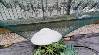 Nuove grandinate nel saluzzese: Colpite Moretta, Torre e Cardè