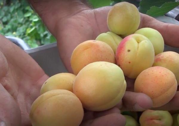 Tre giorni di festa per celebrare il frutto più antico