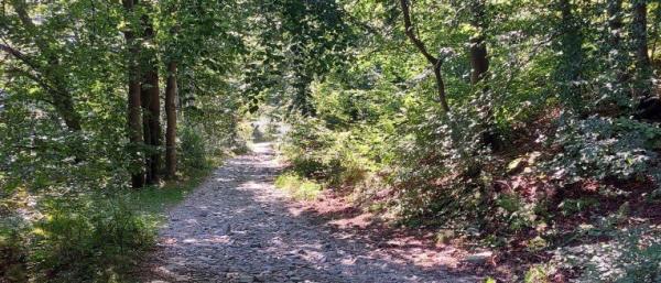 Pulizia lungo la pista forestale