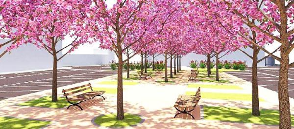 Ciliegi selvatici per riportare un po’ di verde tra i parcheggi