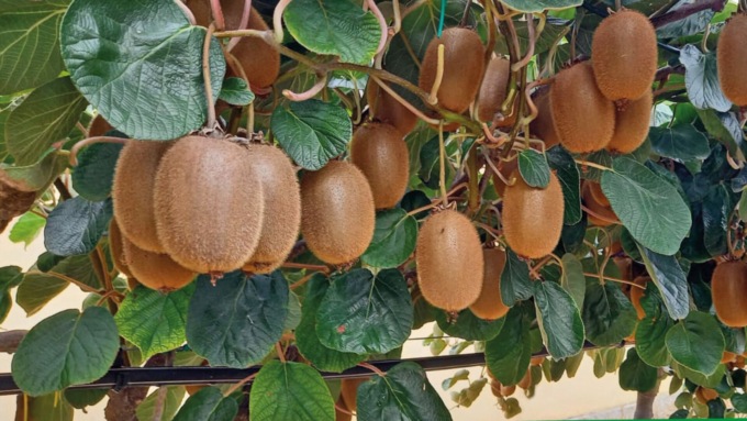 Miretti Vivai invita a visitare gli impianti della varietà Green Angel®