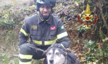 Salvato un cane avvinghiato all’albero