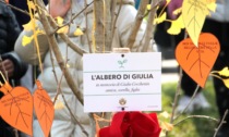 Il ginko biloba per Giulia Cecchettin