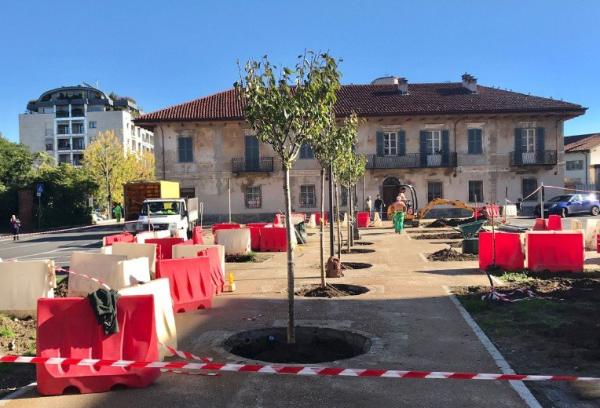 I nuovi alberi in piazza e le vecchie polemiche