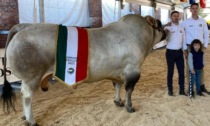 Bigbeng, il toro di Dalmasso trionfa alla mostra di Fossano i prodotti