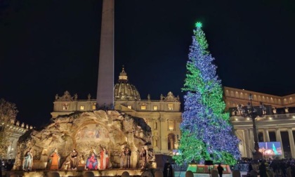 In piazza San Pietro l’abete della val Maira