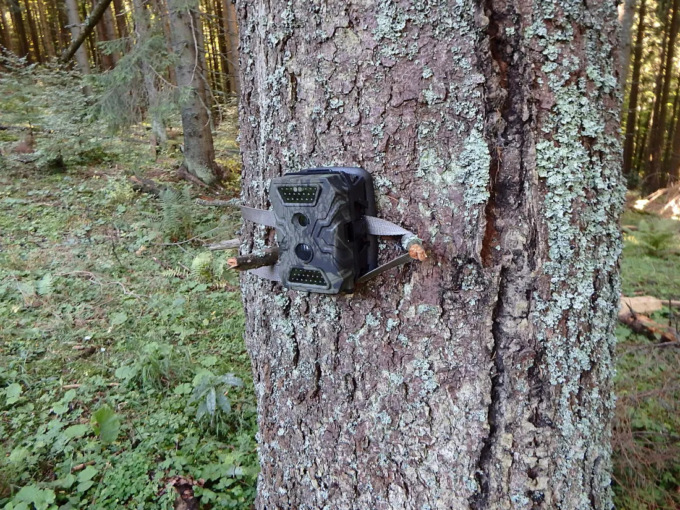 Trovati alcuni animali morti di fronte alle foto-trappole