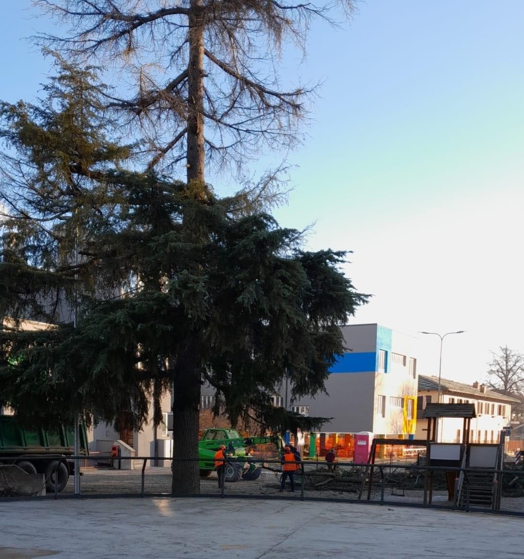 manutenzione alberi cavour