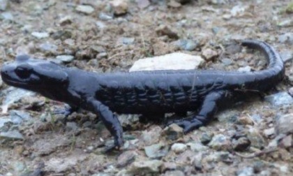 Salamandra del Monviso a rischio estinzione