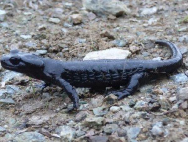 Salamandra del Monviso a rischio estinzione