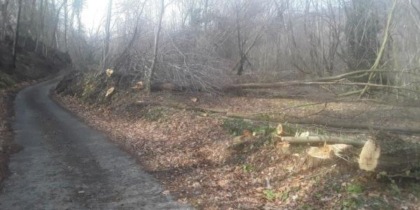 Piante giù a bordo strada «Uno scempio». Baldi: «E’ la legge»