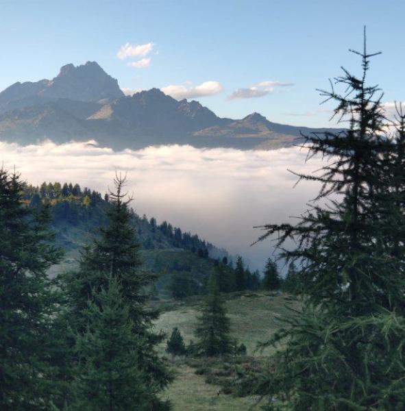 Gestione forestale, sono in ballo 6 milioni di euro