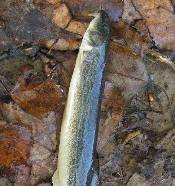 Un pesciolino asiatico minaccia il Po