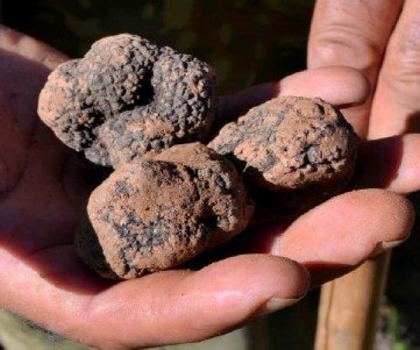 Tempo di tartufi neri nel cuneese