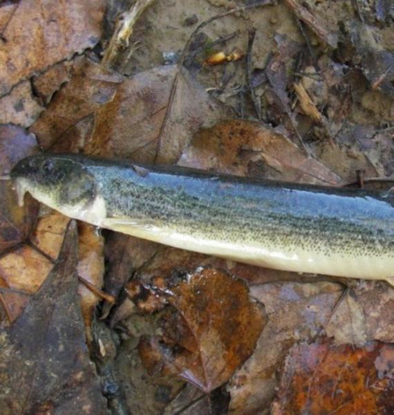 Revello, il primo aprile si va alla scoperta dei pesci del Parco