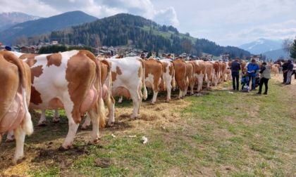 Torna a Caselette la Pezzata Rossa italiana