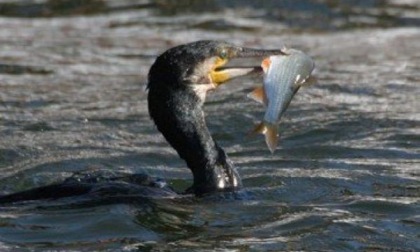 I cormorani fanno razzia Lago chiuso a Sampeyre