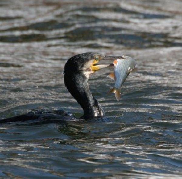 I cormorani fanno razzia Lago chiuso a Sampeyre