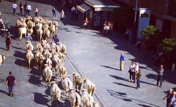 La “rudunà” raddoppia le mandrie sfilano sabato e domenica