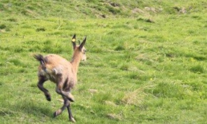 Bibi, la cucciola di camoscio salvata grazie al Cras