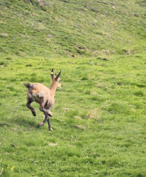 Bibi, la cucciola di camoscio salvata grazie al Cras