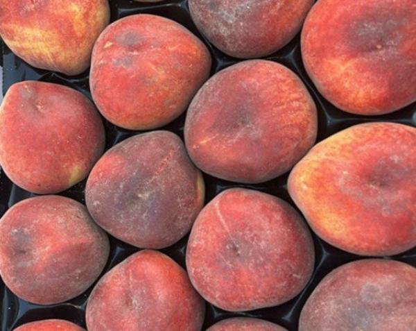 Campagna delle pesche al via all’insegna del fattore climatico
