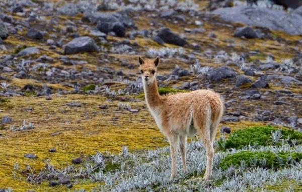 Meraviglie animali da tutto il mondo a casteldelfino