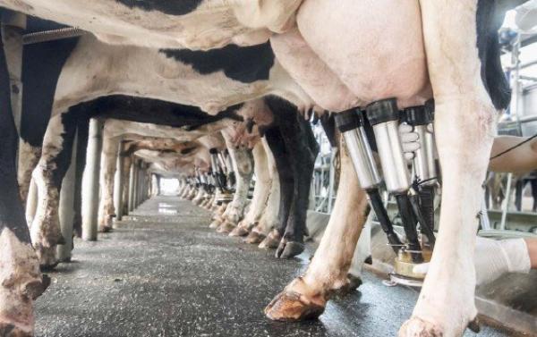 Filiera del latte, l’assistenza tecnica è no-stop