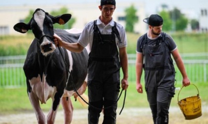 Per tre giorni la “bianconera” sarà regina sul ring di Saluzzo