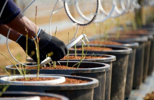 Produzione agraria e zootecnia un’annata sull’altalena dei prezzi