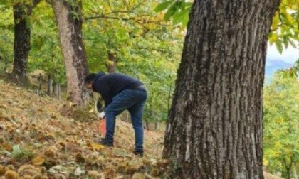 Fondi per ripulire i castagneti a Frassino e in Valle Varaita