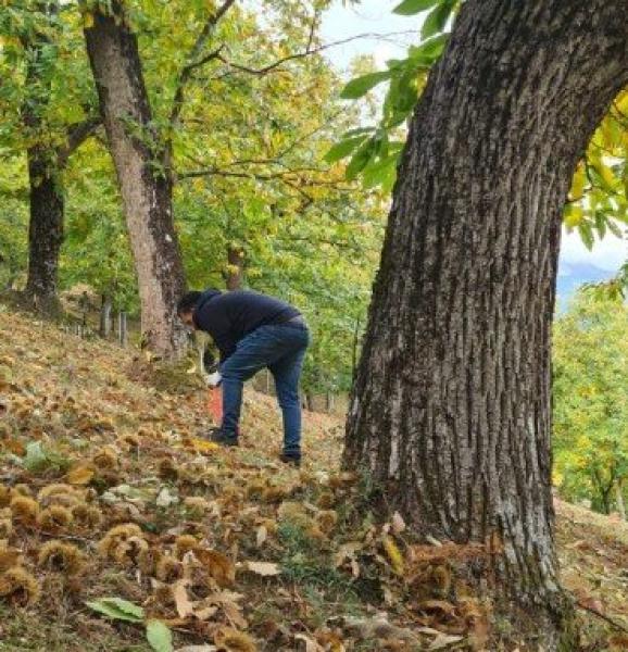 Fondi per ripulire i castagneti a Frassino e in Valle Varaita