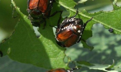 Popillia japonica: a Lombriasco si studiano difesa e prevenzione