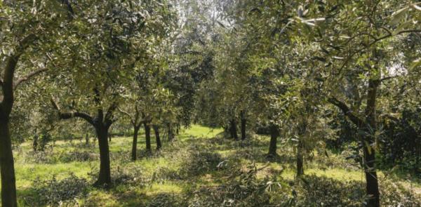 Gli ulivi piemontesi fenomeno in crescita