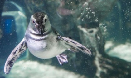 L’acquario di genova, ideale per le gite scolastiche