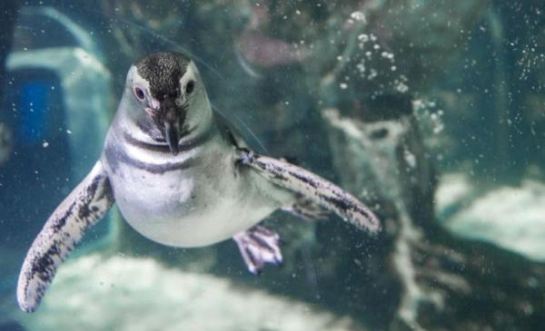 L’acquario di genova, ideale per le gite scolastiche