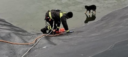 Due cani salvati in un laghetto a San Martino di Barge