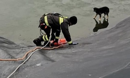 Due cani salvati in un laghetto a San Martino di Barge