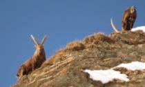 Ora gli stambecchi sono di casa sul Monviso