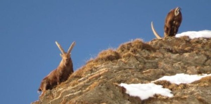 Ora gli stambecchi sono di casa sul Monviso